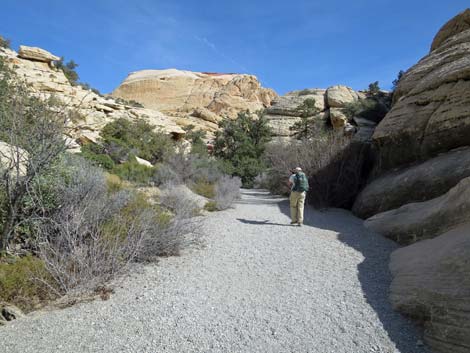 Calico Hills Loop Trail