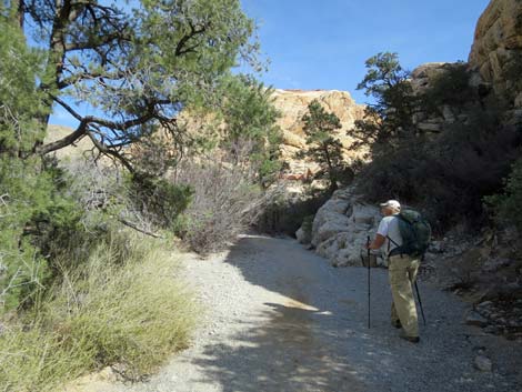 Calico Hills Loop Trail