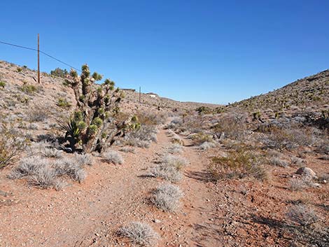 Calico Wash Trail