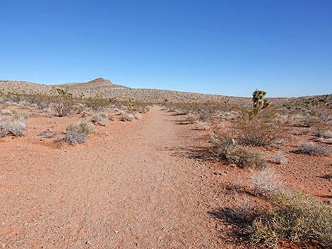 Calico Wash Trail