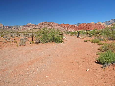 Calico Wash Trail