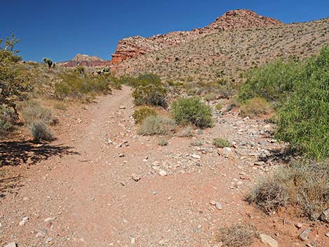 Calico Wash Trail