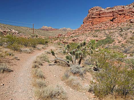 Calico Wash Trail