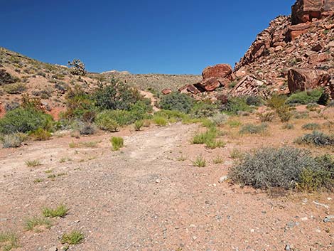 Calico Wash Trail