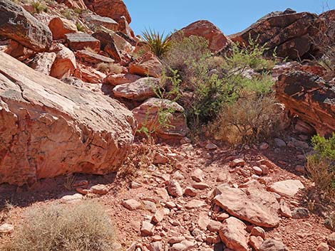 Calico Wash Trail