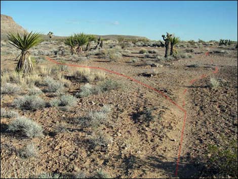 Campground Flats Loop Trail