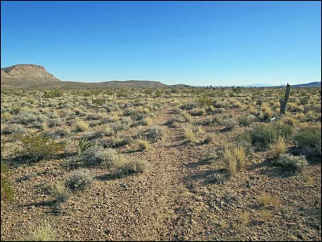 Campground Flats Loop Trail