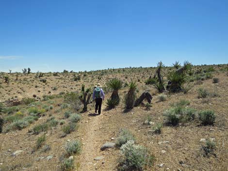 Campground Wash Trail