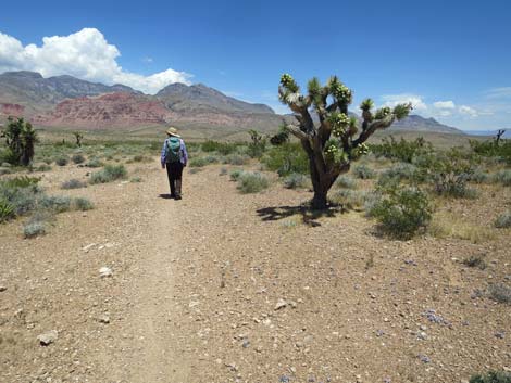 Campground Wash Trail