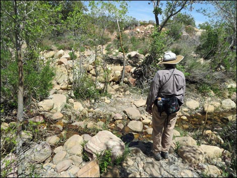 Pine Creek Canyon Trail