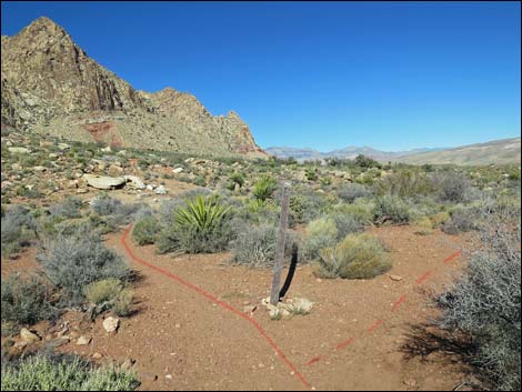 Lone Grapevine Spring