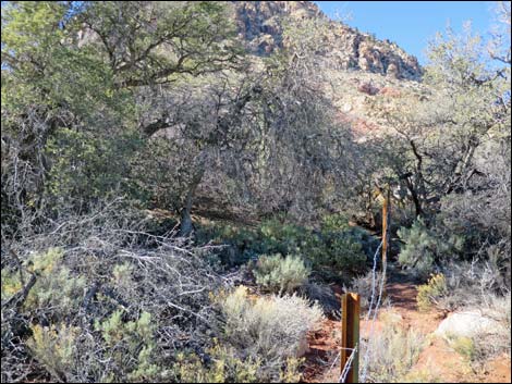 Lone Grapevine Spring