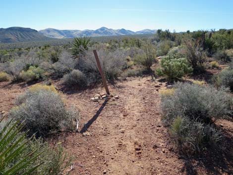 Lone Grapevine Spring