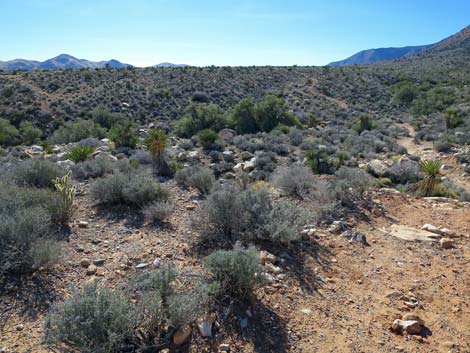 Lone Grapevine Spring