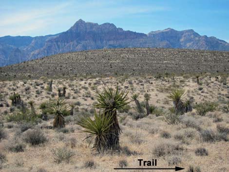 Ride Share Deluxe Loop Trail