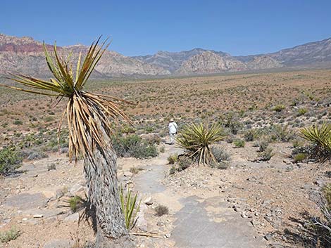 Moenkopi Trail