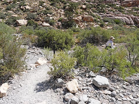 Petroglyph Wall Trail