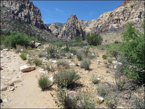 Pine Creek Trail