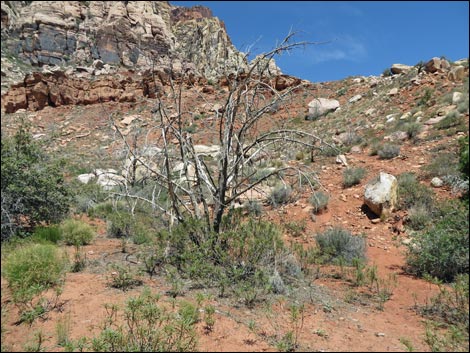 Pine Creek Trail