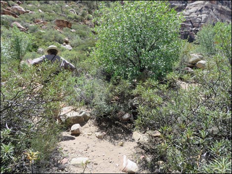 Pine Creek Trail