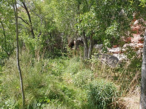 Red Spring Boardwalk