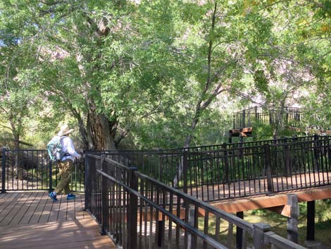 Red Spring Boardwalk