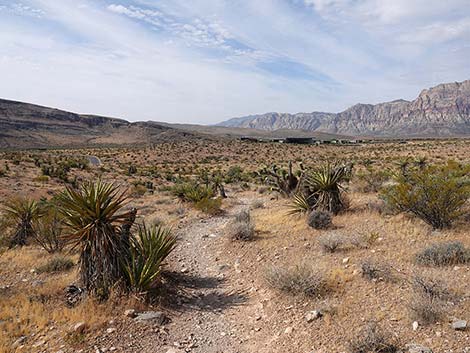 Ride Share Deluxe Loop Trail