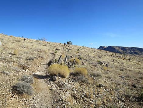 Ride Share Deluxe Loop Trail