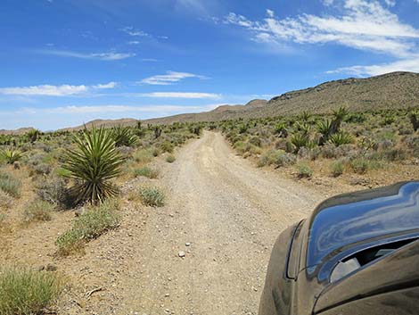 Lone Grapevine Road