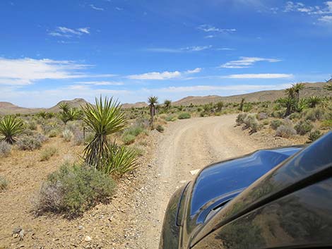 Lone Grapevine Road