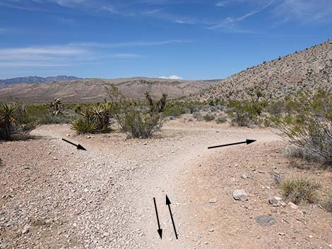Rubber Ducky Trail