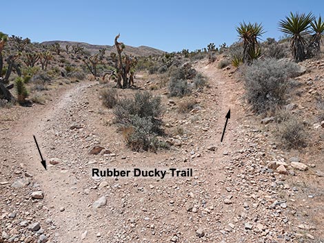 Rubber Ducky Trail