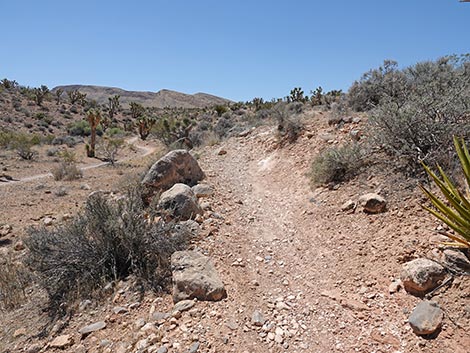 Rubber Ducky Trail