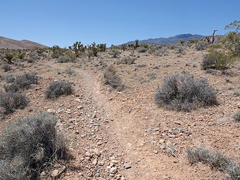 Rubber Ducky Trail