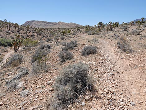 Rubber Ducky Trail