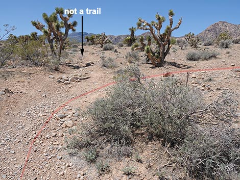 Rubber Ducky Trail