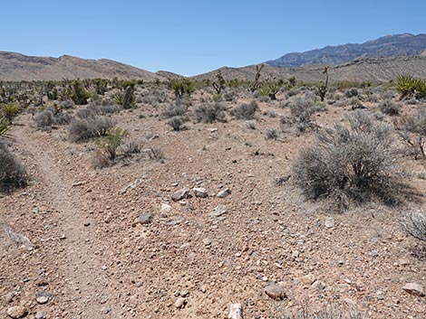 Rubber Ducky Trail