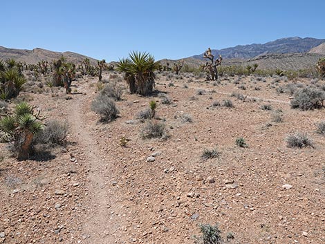 Rubber Ducky Trail