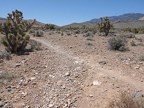 Rubber Ducky Trail