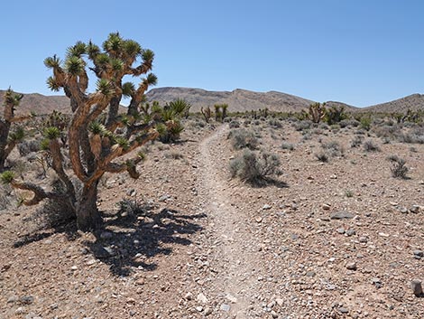 Rubber Ducky Trail