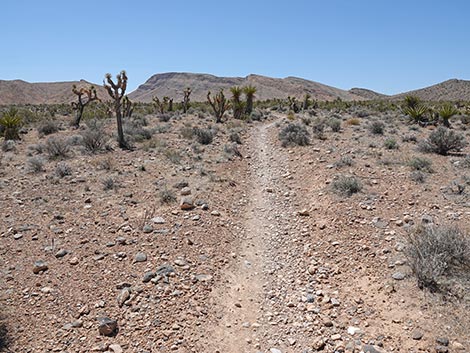 Rubber Ducky Trail