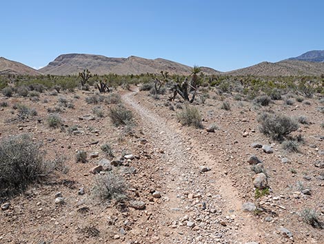 Rubber Ducky Trail