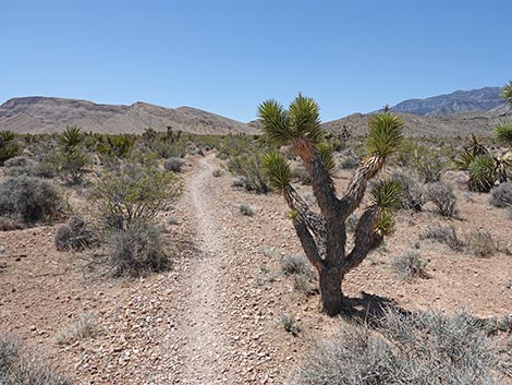 Rubber Ducky Trail