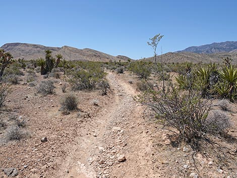 Rubber Ducky Trail
