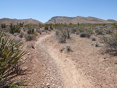 Rubber Ducky Trail