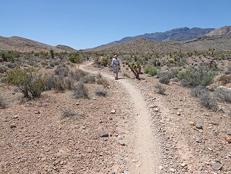 Rubber Ducky Trail