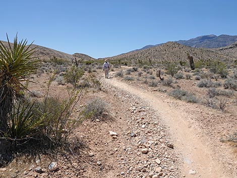 Rubber Ducky Trail