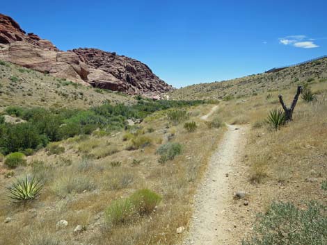 Calico Hills Trail - Sandstone Quarry to Calico 1