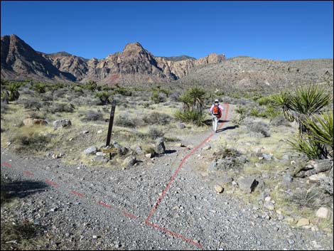 Cottonwood Valley Springs Loop Trail