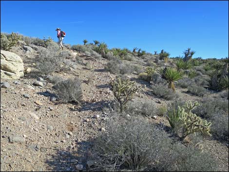 Cottonwood Valley Springs Loop Trail